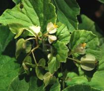 Begonia hirtella - Flowers - Click to enlarge!