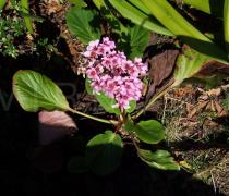 Bergenia cordifolia - Habit - Click to enlarge!
