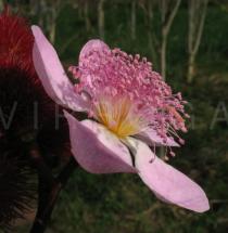 Bixa orellana - Flower side view - Click to enlarge!