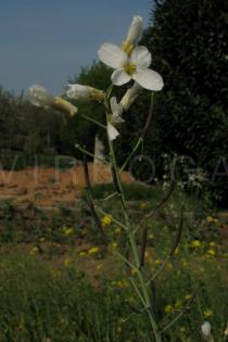 Brassica oleracea - Inflorescence - Click to enlarge!