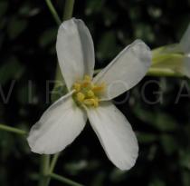 Brassica oleracea - Flower - Click to enlarge!