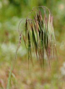 Bromus madritensis - Panicle - Click to enlarge!