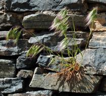 Bromus madritensis - Habit on stone wall - Click to enlarge!