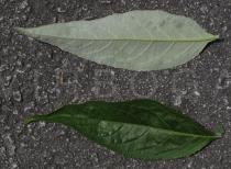 Buddleja davidii - Upper and lower surface of leaves - Click to enlarge!