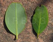 Byrsonima crassifolia - Upper and lower surface of leaf - Click to enlarge!