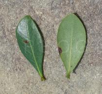 Byrsonima gardneriana - Upper and lower surface of leaves - Click to enlarge!