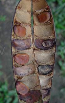 Caesalpinia pulcherrima - Opened pod with seeds - Click to enlarge!
