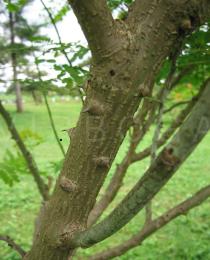 Caesalpinia pulcherrima - Bark (note the thorns) - Click to enlarge!