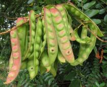 Caesalpinia spinosa - Pods - Click to enlarge!