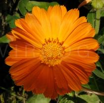Calendula officinalis - Flower head - Click to enlarge!