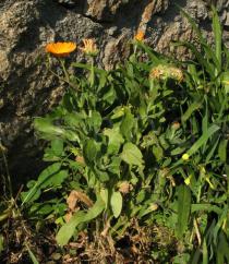Calendula officinalis - Habit - Click to enlarge!