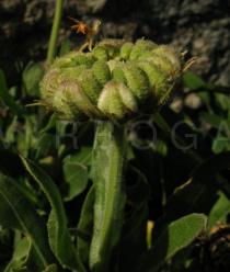 Calendula officinalis - Ripening infructescence - Click to enlarge!