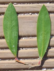Callistemon citrinus - Top and lower side of leaf - Click to enlarge!