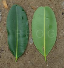 Calophyllum inophyllum - Upper and lower surface of leaf - Click to enlarge!