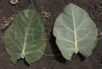 Calotropis gigantea - Upper and lower surface of leaf - Click to enlarge!