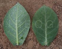 Calotropis procera - Upper and lower side of leaf - Click to enlarge!
