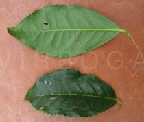 Camellia sinensis - Upper and lower side of leaf - Click to enlarge!