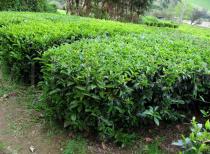 Camellia sinensis - Habit in plantation - Click to enlarge!