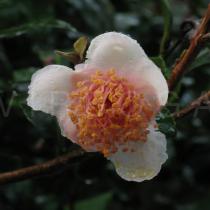 Camellia sinensis - Fading flower - Click to enlarge!