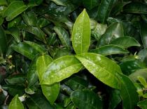 Camellia sinensis - Foliage - Click to enlarge!