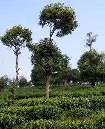 Camellia sinensis - Shade trees in tea plantations - Click to enlarge!
