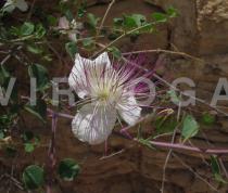 Capparis spinosa - Flower - Click to enlarge!