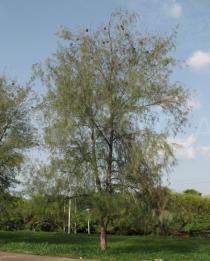 Casuarina equisetifolia - Habit - Click to enlarge!