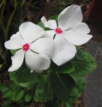 Catharanthus roseus - Flowers - Click to enlarge!