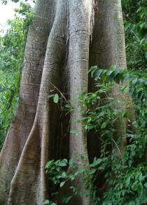 Ceiba pentandra - Buttress roots - Click to enlarge!