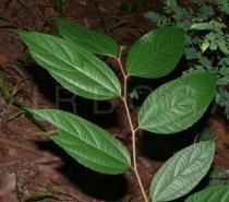 Celtis biondii - Upper surface of leaves - Click to enlarge!
