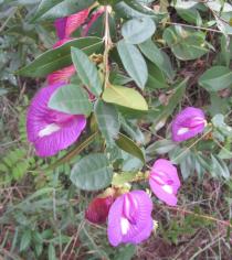 Centrosema virginianum - Flowers and leaves (trifoliate) - Click to enlarge!