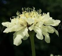 Cephalaria flava - Flowerhead, side view - Click to enlarge!