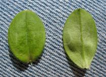 Cerastium glomeratum - Upper and lower surface of leaf - Click to enlarge!