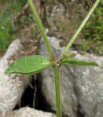 Cerastium glomeratum - Leaf insertion - Click to enlarge!
