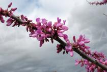 Cercis siliquastrum - Branch with flowers - Click to enlarge!