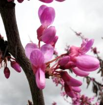Cercis siliquastrum - Flower - Click to enlarge!