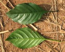 Chassalia kolly - Upper and lower surface of leaf - Click to enlarge!