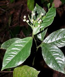 Chloranthus elatior - Inflorescence - Click to enlarge!