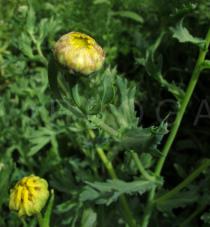 Chrysanthemum segetum - Flowerhead bud - Click to enlarge!