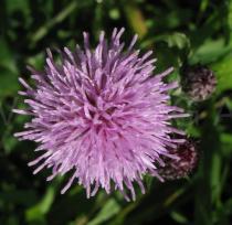 Cirsium arvense - Flower, side view - Click to enlarge!