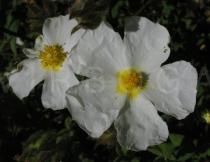 Cistus salvifolius - Flower, side view - Click to enlarge!