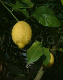 Citrus limon - Fruit - Click to enlarge!
