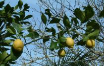 Citrus limon - Fruiting branch - Click to enlarge!