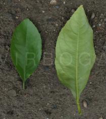 Citrus limon - Upper and lower surface of leaf - Click to enlarge!