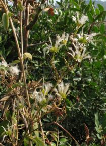 Clematis flammula - Ripening infructescence - Click to enlarge!