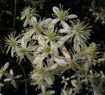 Clematis flammula - Inflorescence - Click to enlarge!