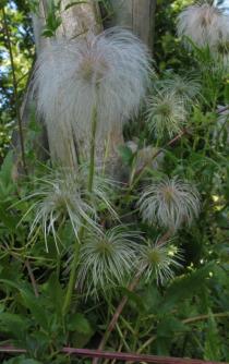Clematis tangutica - Ripening infructescence - Click to enlarge!