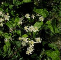 Clematis vitalba - Inflorescence - Click to enlarge!