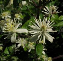 Clematis vitalba - Flowers - Click to enlarge!