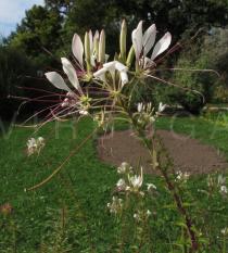 Cleome boliviensis - Flowers - Click to enlarge!